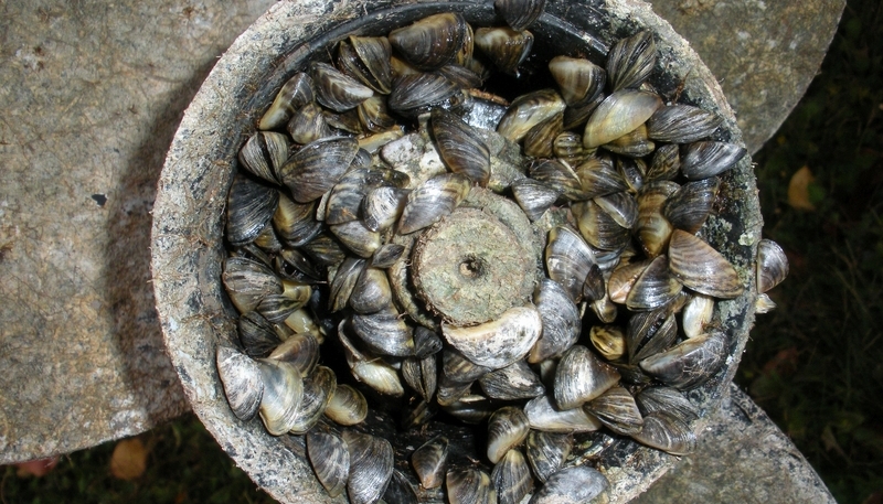 EEE_Zebra mussel_Goverment of Alberta.jpg