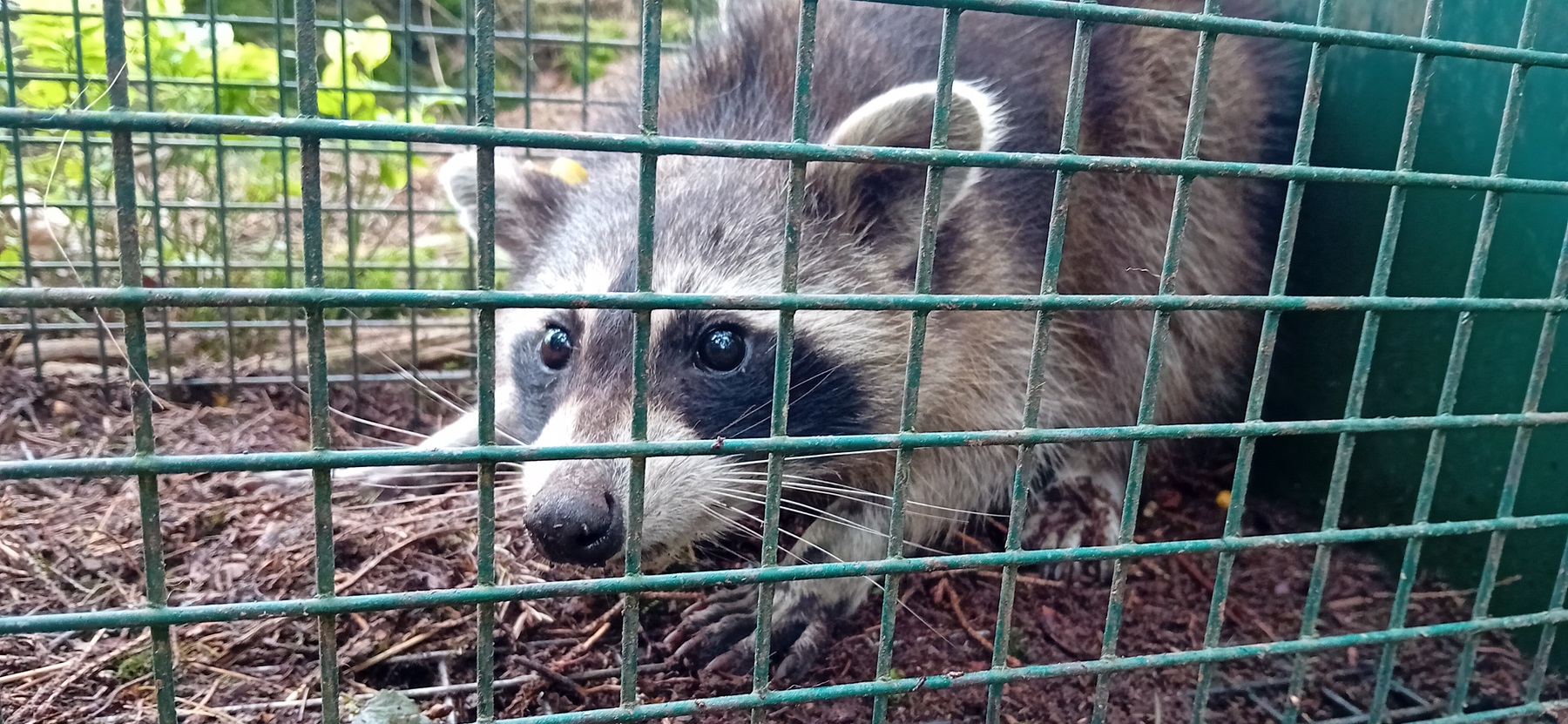 ratonlaveur_crop_viofichefet.jpg