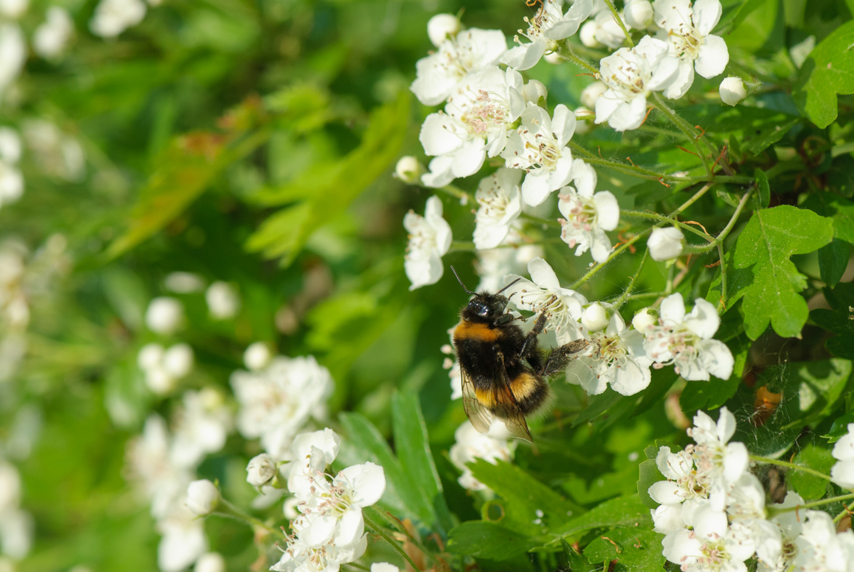 Bombus_terrestris_BYV7862.jpg (Bombus terrestris)