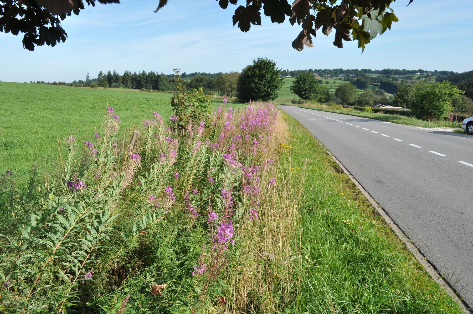 bord_route_fleuri.JPG
