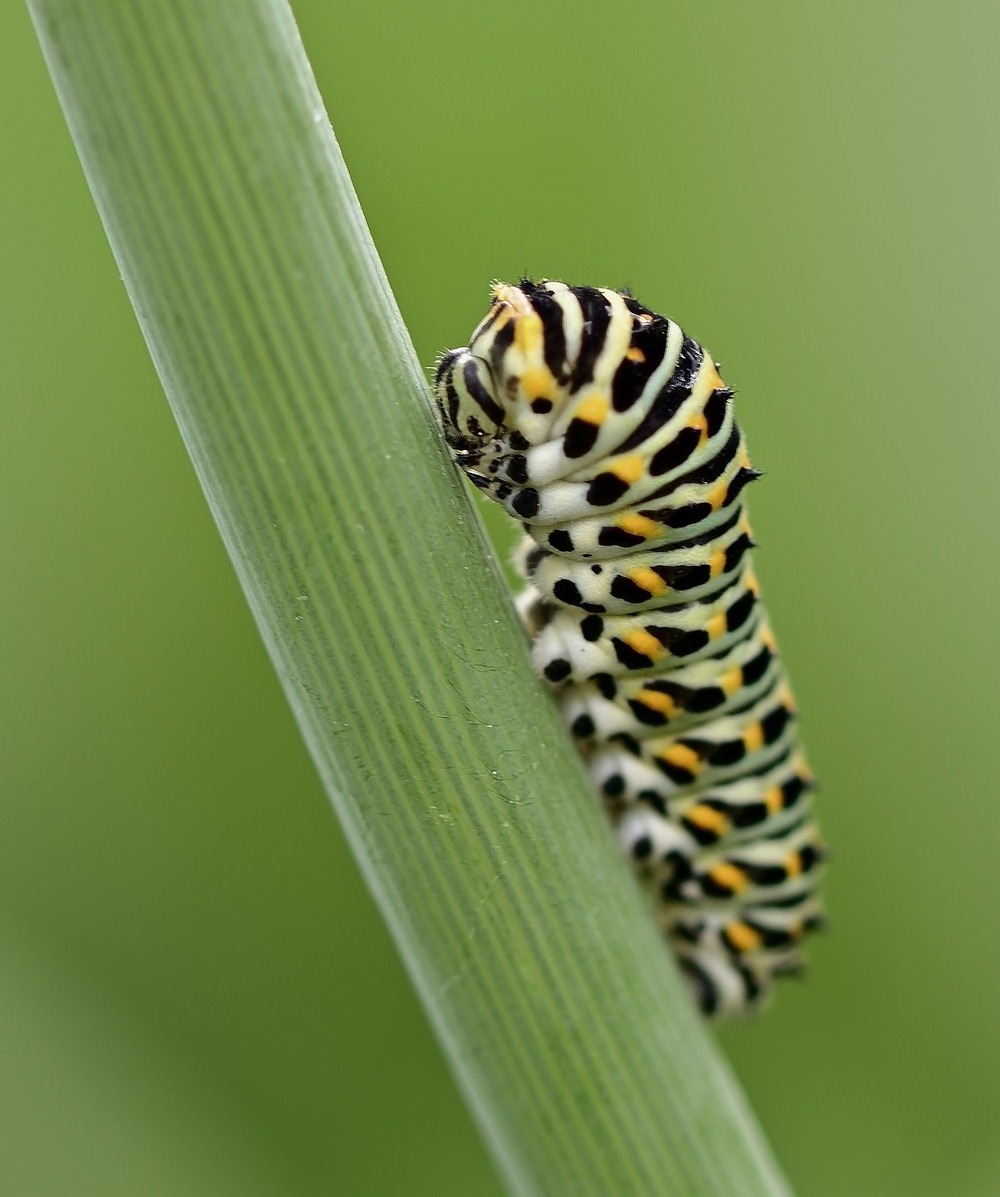 chenille_Jürgen from Pixabay.jpg