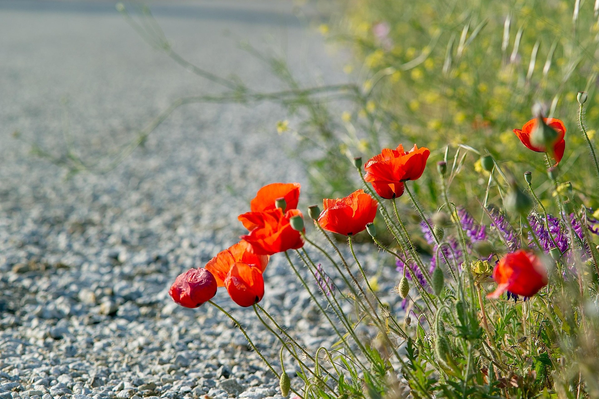 route_hzlatarski de Pixabay.jpg