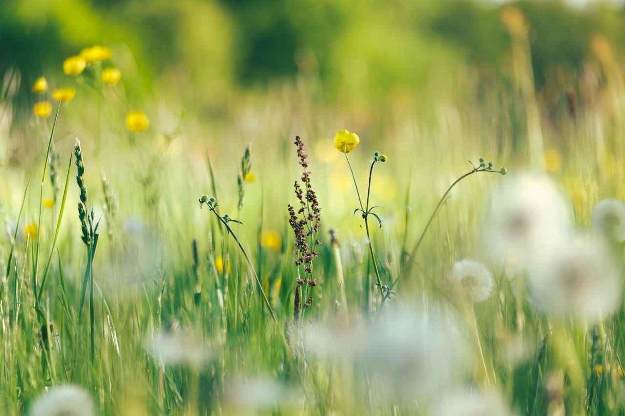 fleurs_pixabay.jpg