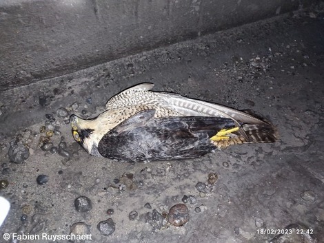 Actualité: Le point sur la situation de la grippe aviaire en 2025