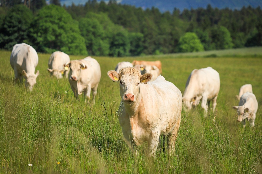Fièvre catarrhale : vaccination des ruminants domestiques - le point sur les ruminants sauvages