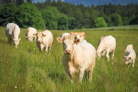 Actualité: Fièvre catarrhale : vaccination des ruminants domestiques - le point sur les ruminants sauvages
