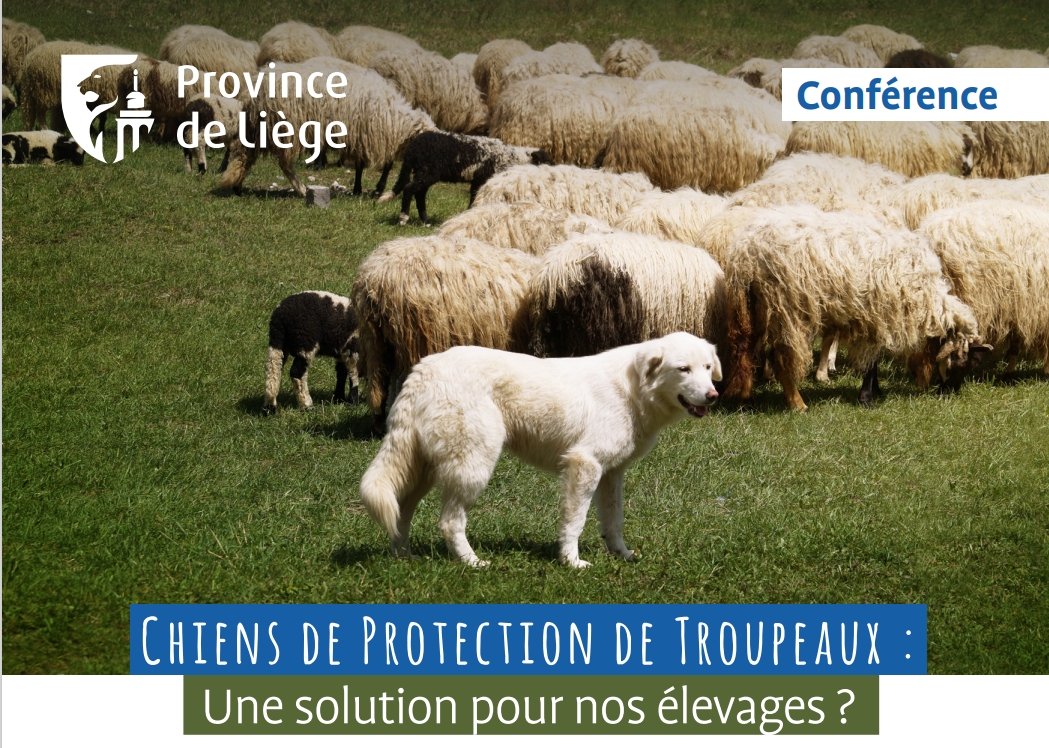 Affiche Chiens de protection de troupeaux : une solution pour nos élevages ?