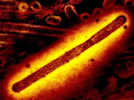 Actualité: Grippe aviaire en ce début 2025 : pour le moment calme mais... ??
