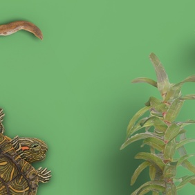 image_4_3_tortue.jpeg