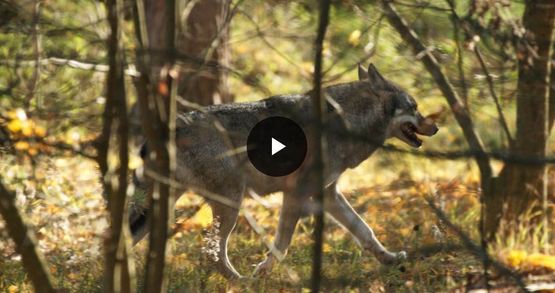 film tvlux - 05022026.jpg