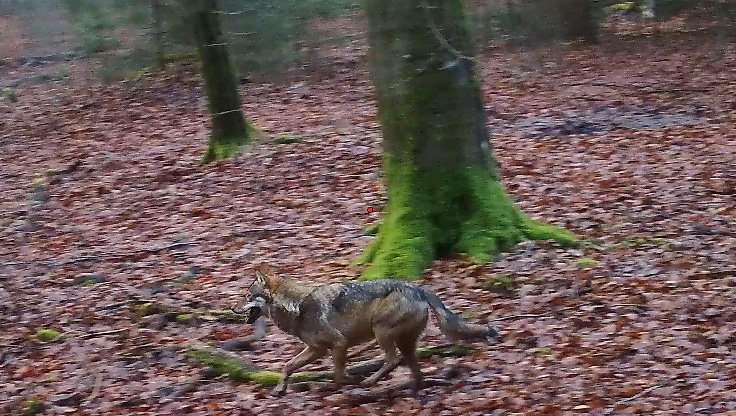 Un couple de loups identifié en forêt de Saint-Michel Freyr
