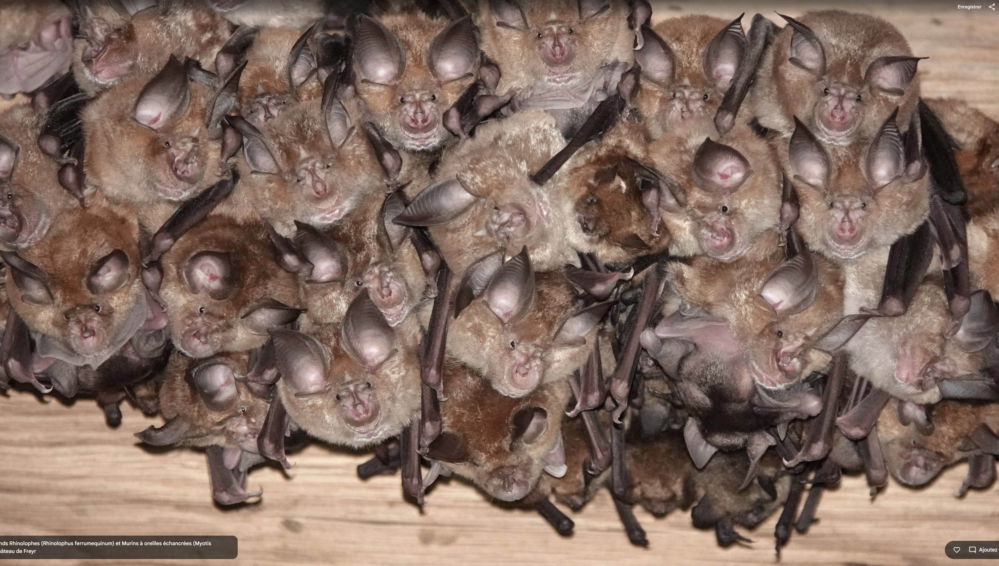 chauves_souris_banniere.jpg