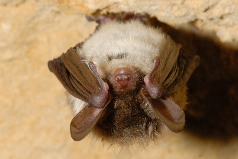 liste-rouge-des-chauves-souris