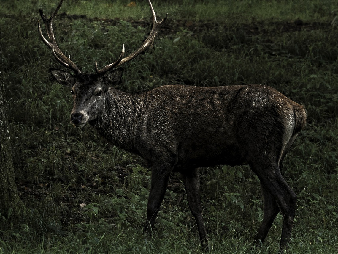 cropped-BrâmeCerf_19__DSF1649_DxOFP copie-2-2.JPG
