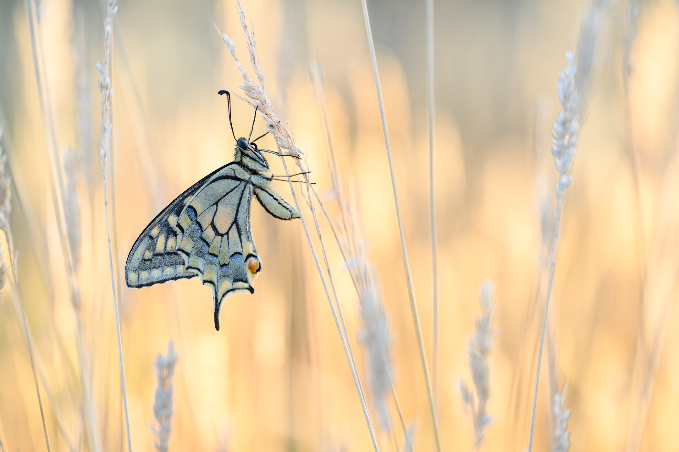 Papilio_machaon_7NZ1626.jpg (Papilio machaon)