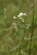 Achillea ptarmica [copyright]