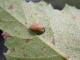 Coccinelle brune