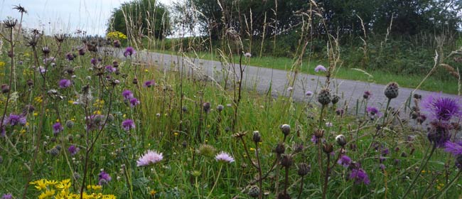 Biodiversité Bords de routes Wallonie