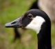 Bernache du Canada (Branta canadensis) [CC by-nd Trepte Andreas]