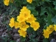 Caltha palustris [copyright]