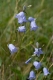 Campanula rotundifolia [copyright]