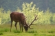 Cerf élaphe