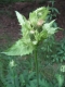 Cirsium oleraceum [copyright]