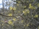 Cornus mas [copyright]