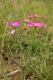 Dianthus deltoides [copyright]