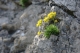 Draba aizoides [copyright]