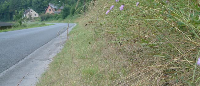 Effets de la fauche sur les bords des routes