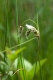 Eriophorum angustifolium [copyright]