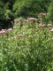 Eupatorium cannabinum [copyright]