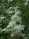 Filipendula ulmaria [copyright]