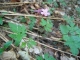 Geranium robertianum [copyright]