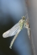 Gomphe à pattes jaunes (Gomphus flavipes) Emergence. [copyright Dufour David]