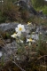 Helianthemum apenninum [copyright]