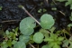 Hydrocotyle vulgaris [copyright]