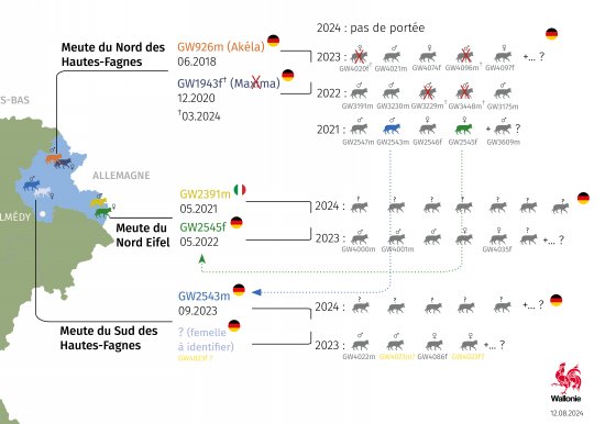 synthèse des meutes installées en Wallonie