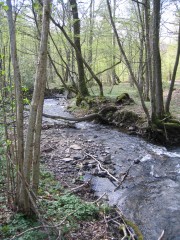 Aulnaie-frênaie des cours d'eau rapides