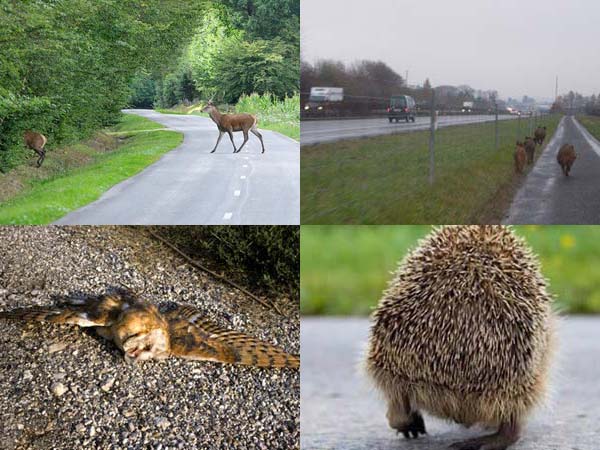 Impacts du réseau routier wallon