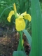 Iris pseudacorus [copyright]