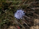 Jasione montana [copyright]