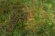 Lande humide avec Calluna vulgaris, Sphagnum et Potentilla erecta [copyright]