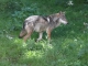 Canis lupus  [copyright Fichefet Violaine]