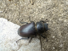 Lucanus cervus_femelle_Baugnée_2.JPG