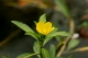 Ludwigia peploides fleur [CC by Nagarozoku _]