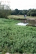 Myriophyllum aquaticum herbier [copyright NNSS GB Non Native Species Secretariat]