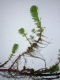 Myriophyllum aquaticum parties immergées et émergées [CC by Branquart Etienne]