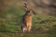 Lepus europaeaus [copyright Van Hove Nicolas]